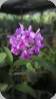 Cattleya deckeri